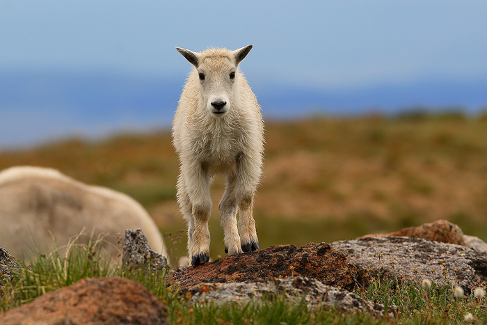 mountain goat, mountain goats, goat, goats, mt evans, mt. evans, mount evans, evans, colorado,  photo