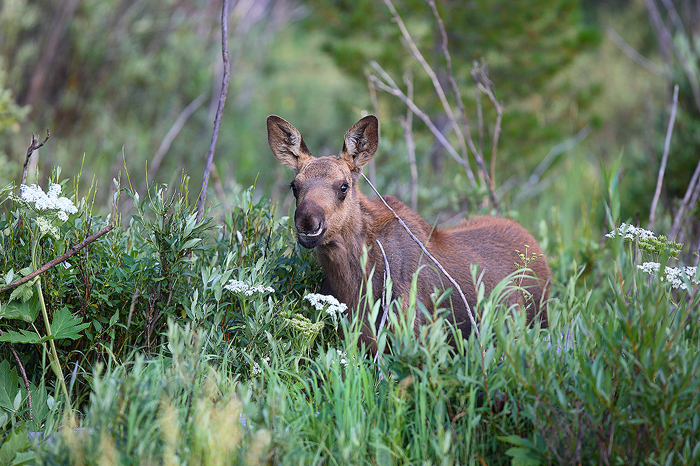 moose, calf, moose calf, moose baby, rocky mountain national park, colorado, rocky mountain, national park,  photo