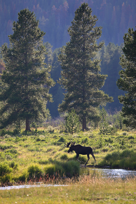 bull moose, bull, moose, rocky mountain national park, colorado, kawuneeche valley,  photo
