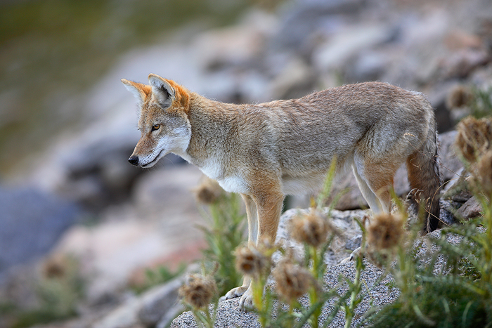 0225, watchful eye, watchful, eye, coyote, canis latrans, canis, latrans, mt evans, mt, evans, mt. evans, mt., mount eva photo