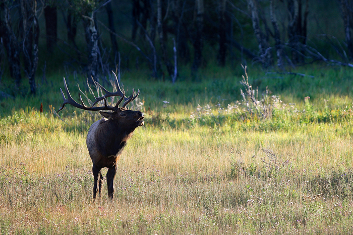 bull elk, bull, elk, bugle, bugling, rocky mountain national park, colorado, rocky mountain, fall, autumn,  photo