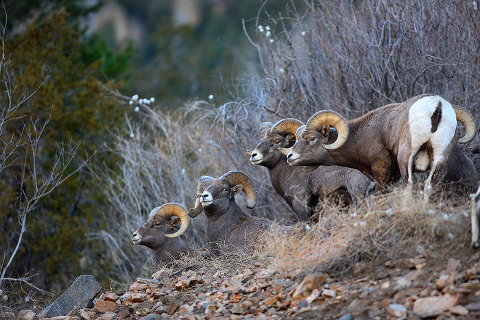  bighorn sheep, bighorn sheeps, sheep, colorado, georgetown, horns, butting, heads, ovis canadensis photo
