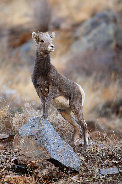 bighorn sheep, bighorn, sheep, bighorns, lamb, baby, georgetown, colorado, young photo