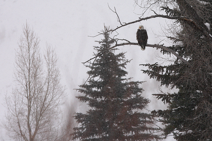 bald eagle, summit county, colorado, blue river, snowstorm, blizzard, winter,  photo