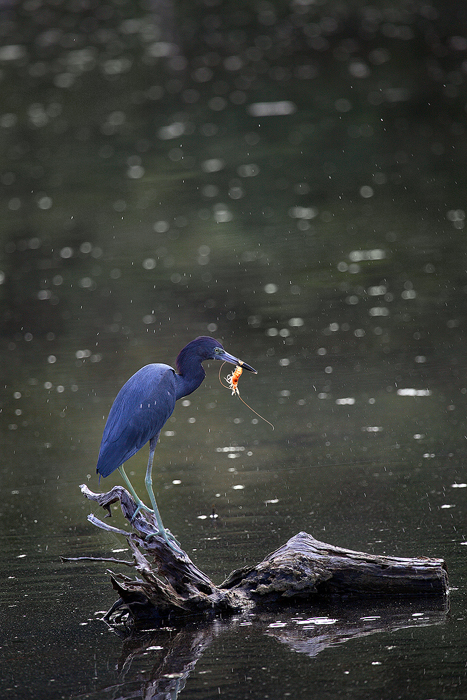 little blue heron, little, blue, heron, st. john, virgin islands, saint john, virgin, islands, blue,  photo