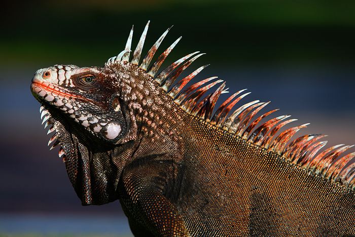 iguana, lizard, iguanas, lizards, st. john, virgin islands, saint john, virgin islands, caribbean,  photo