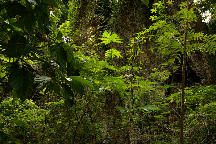 st. john, virgin islands, annaberg sugar mill, annaberg, ruins, st. johns, st john, leaves,  photo