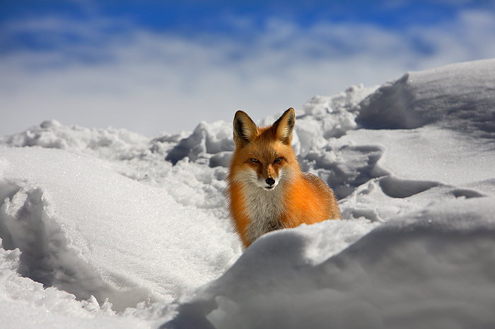 0293, fox stare, fox, stare, red fox, red, fox, vulpes vulpes, vulpes, keystone colorado, keystone, colorado, red, den,  photo