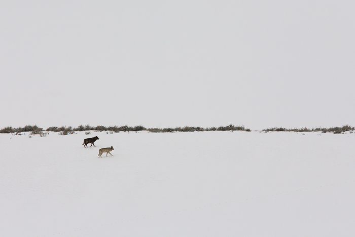 yellowstone national park, wyoming, yellowstone, national park, 0312, two druids, two, druids, grey wolves, grey, wolves photo