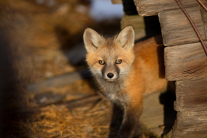 0313, fox kit, fox, kit, red fox, red, fox, vulpes vulpes, vulpes, breckenridge colorado, breckenridge, colorado, spring photo