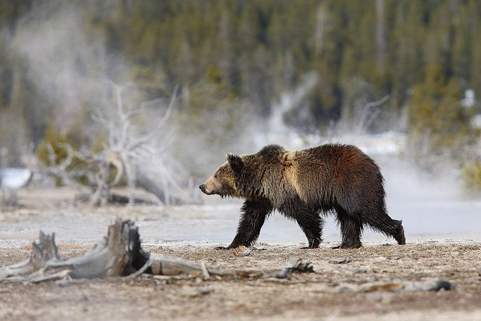 grizzly bear, grizzly, bear, bears, grizzlies, ursus arctos, yellowstone national park, wyoming, yellowstone, geyser, photo