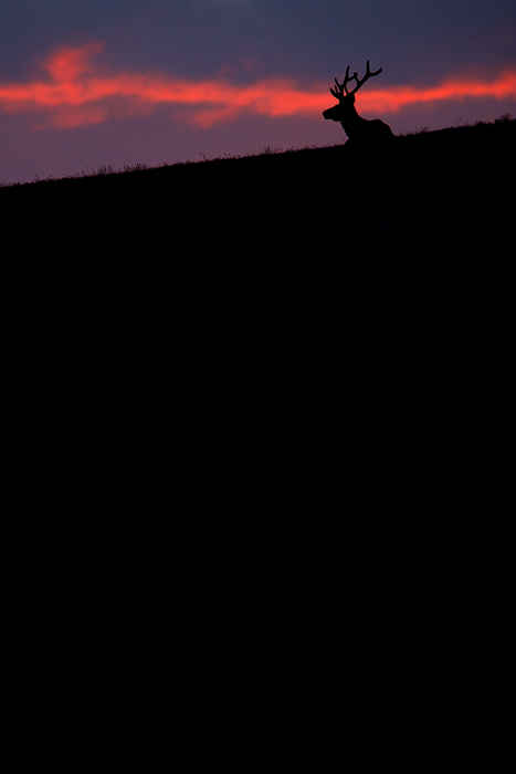 bull elk, bull, elk, rocky mountain national park, colorado, rocky mountain, sunset, alpine tundra, tundra,  photo