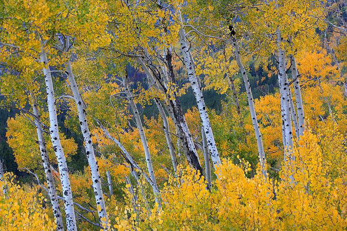 aspen, aspens, tree, trees, rocky mountain national park, colorado, leaves, autumn, fall,  photo