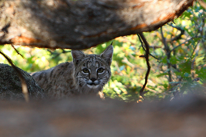 bobcat, lynx rufus, lynx, san juan mountains, colorado, bobcats, cats, cat photo