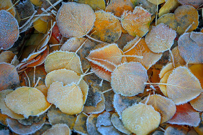 aspen, aspen, leaves, frost, uncompahgre national forest, colorado, frosty, fall, autumn,  photo