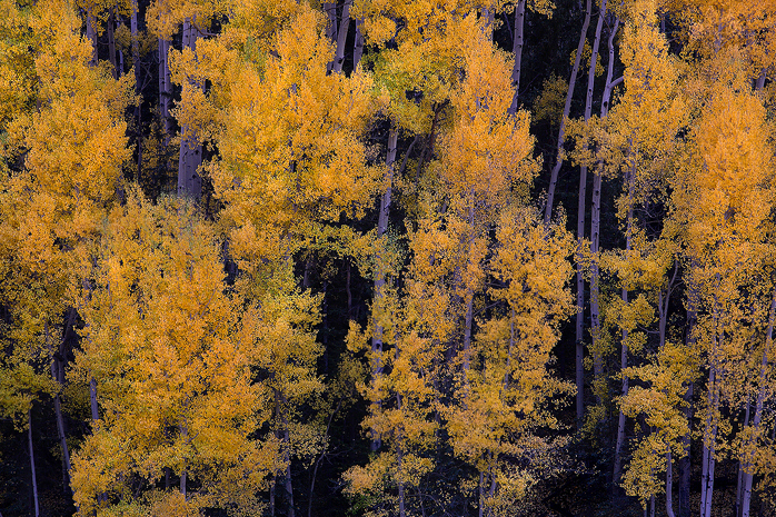 san juan mountains, colorado, aspen, aspens, tree, trees, gold, autumn, fall, leaves, shadows,  photo