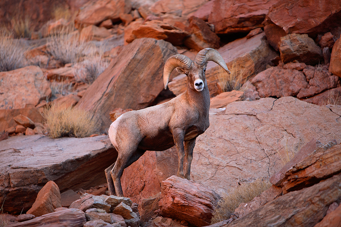 bighorn sheep, bighorn, sheep, desert bighorn sheep, red, canyonlands national park, utah, canyonlands photo