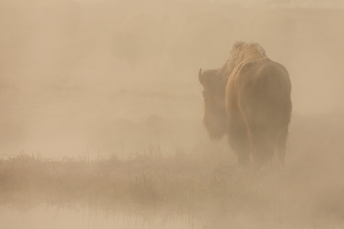 american bison, bison, buffalo, yellowstone national park, wyoming, yellowstone, geyser photo