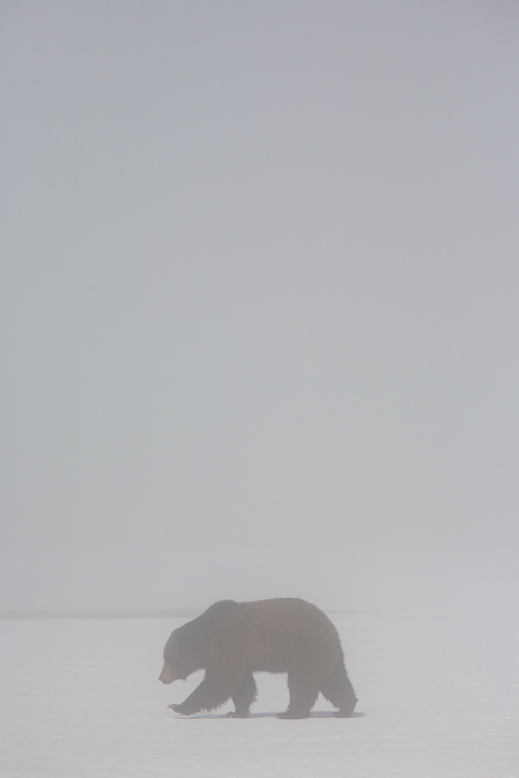 grizzly bear, grizzly bears, grizzly, bear, bears, grizzlies, yellowstone national park, yellowstone, wyoming, snow, fog photo