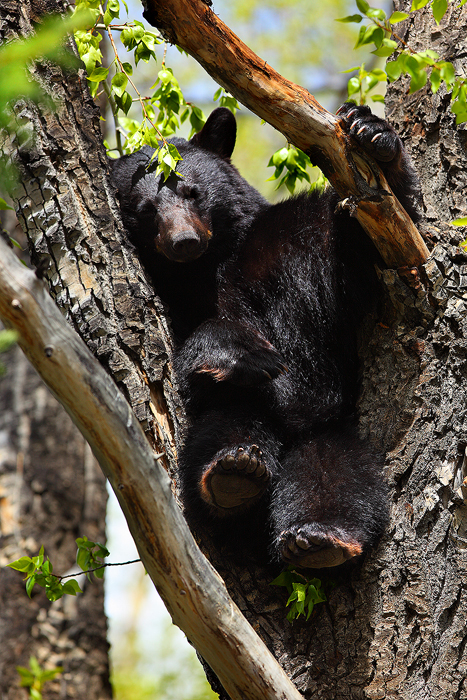 american black bear, american black bears, black bear, black bears, bear, bears, ursus americanus, breckenridge colorado photo