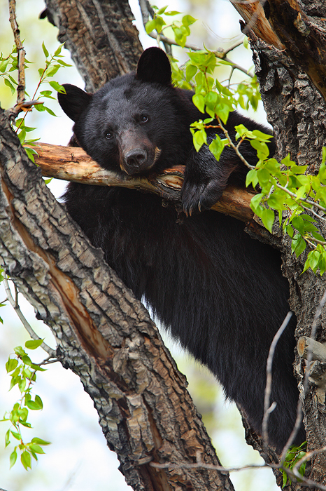 american black bear, black bear, bear, bears, ursus americanus, breckenridge, colorado, tree photo
