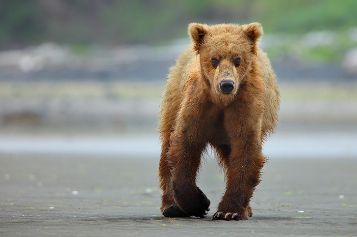 alaskan brown bears, alaskan brown bear, brown bear, brown bears, brown, bear, bears, katmai national park, alaska, katm photo