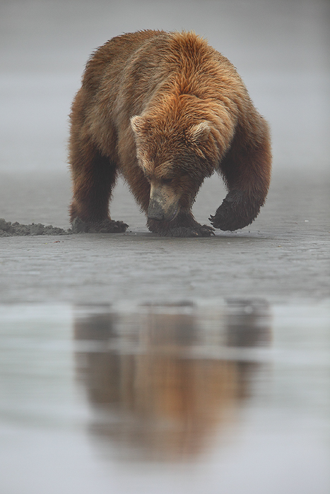 alaskan brown bear, katmai national park, alaska, katmai, national park, ursus arctos, clams, bears, brown, clam, photo