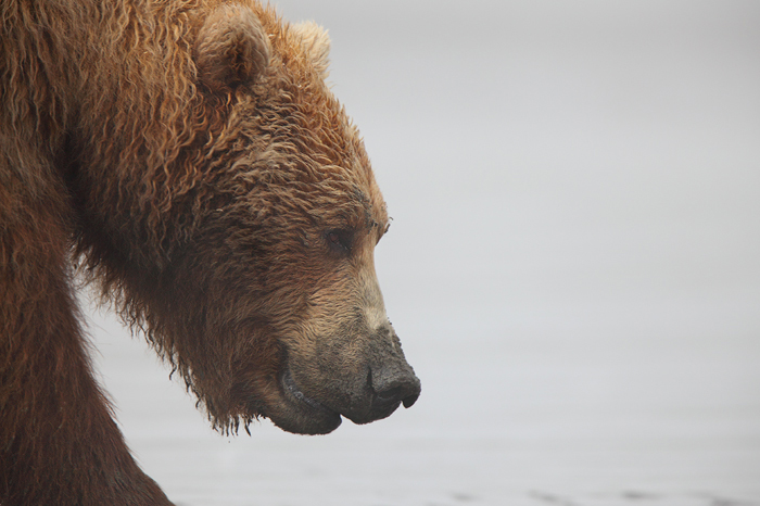 grizzly, alaskan brown bear, brown bear, bear, bears, katmai national park, katmai, coastal, profile, ursus arctos photo