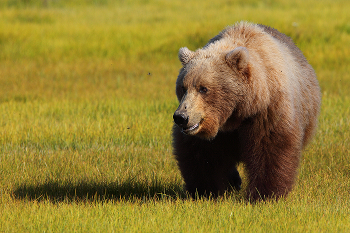 alaskan brown bear, alaskan brown bears, brown bear, brown bears, brown, bear, bears, katmai national park, alaska, katm photo