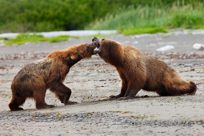 alaskan brown bears, brown bears, bears, bear, ursus arctos, katmai national park, alaska, katmai, fight,  photo