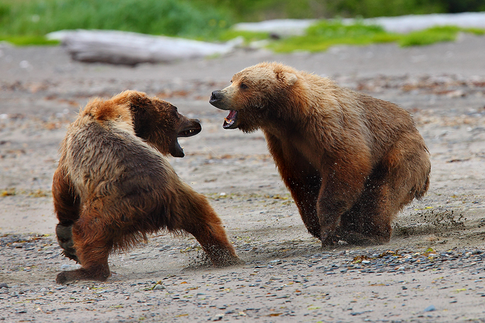 alaskan brown bears, brown bears, bears, bear, ursus arctos, katmai national park, alaska, katmai, fight, photo