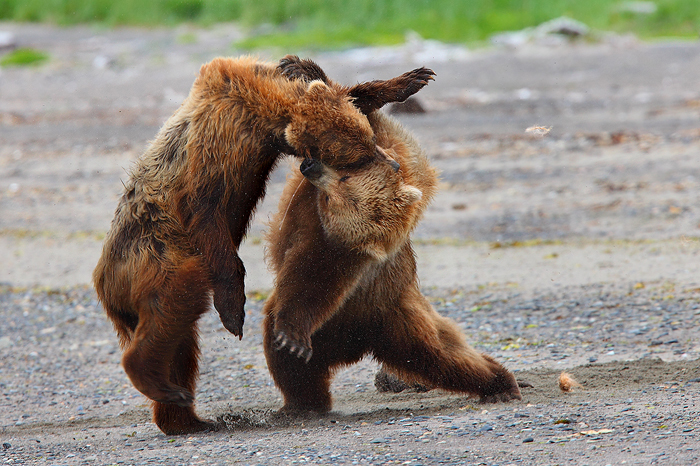 alaskan brown bears, brown bears, bears, bear, ursus arctos, katmai national park, alaska, katmai, fight, photo