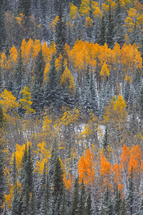 seasons, changing, 0440, pike national forest, colorado, snowflakes, snow, peak, autmn, color, yellow, aspen, leaves, sn photo