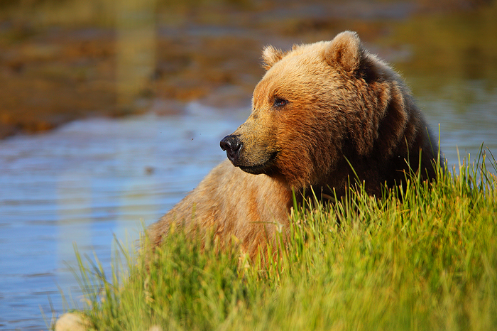 alaskan brown bear, bears, alaskan brown bears, brown bear, brown, brown bears, katmai national park, katmai  photo