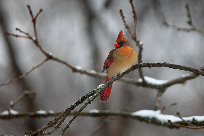 northern cardinal, female, cardinal, wisconsin, snow,  photo