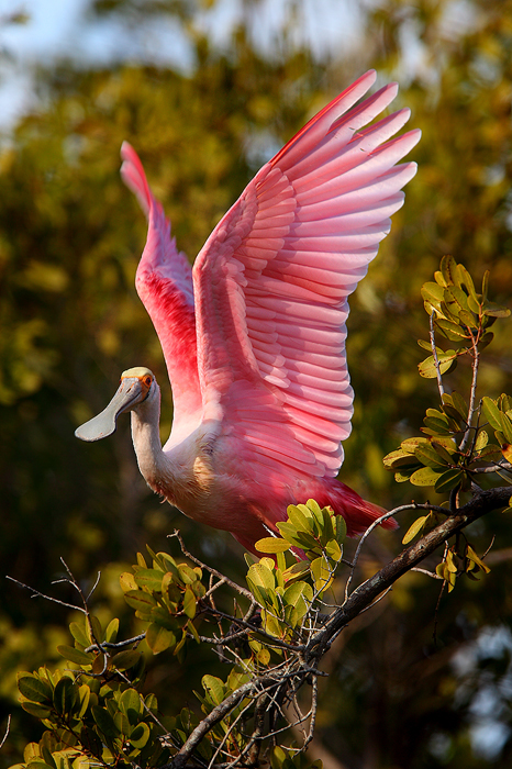 roseate spoonbill, spoonbill, ding darling national wildlife refuge, ding darling, sanibel island, sanibel, florida, pin photo