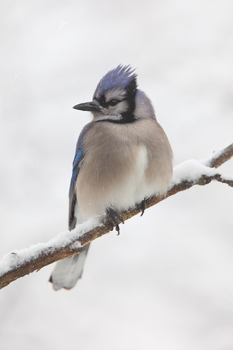 winter, blue, snow, blue jay, jay, bird, perches, branch, wisconsin,  photo