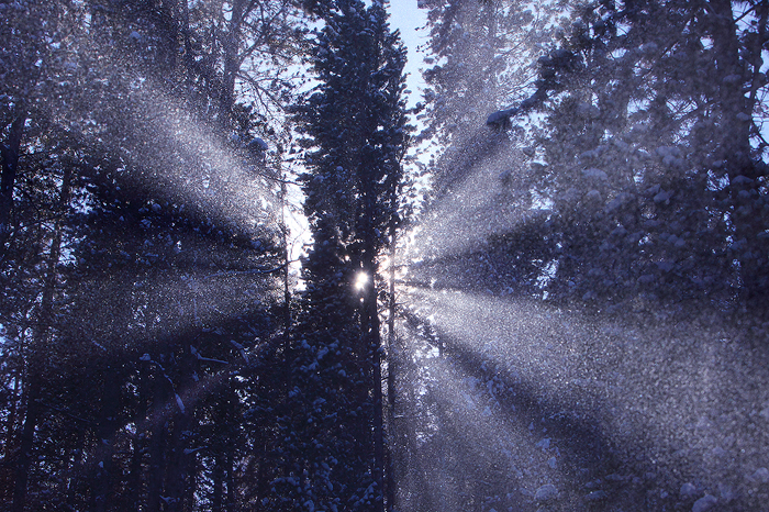 forest, cathedral, white river national forest, colorado, co, light, snowshoeing, temperature, snow, ice, beams, pine, m photo