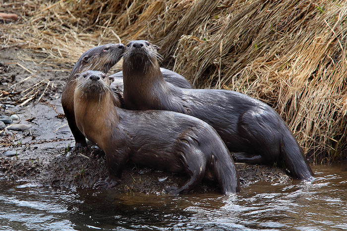 river otter, river, otter, otters, yellowstone national park, wyoming, yellowstone, river, mammal photo