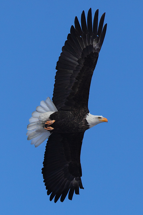 fly, eagle, bald eagle, haliaeetus leucocephalis, middle park, colorado, co, winter, sky, blue,  photo