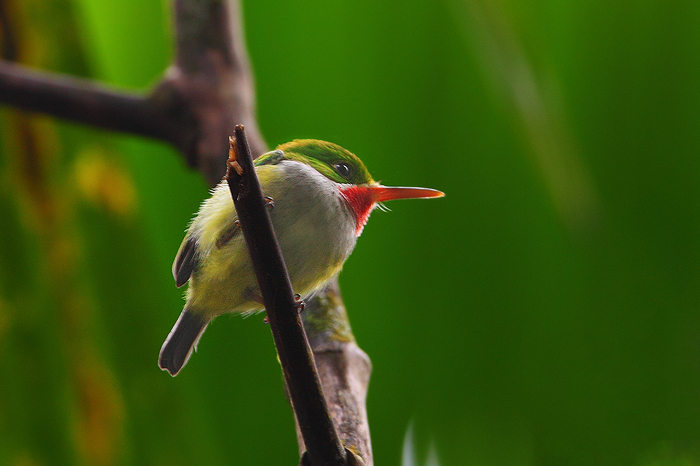 san peditro, puerto, rico, puerto rican tody, tody, el yunque rainforest, el yunque, rainforest, bird, weight, todus mex photo