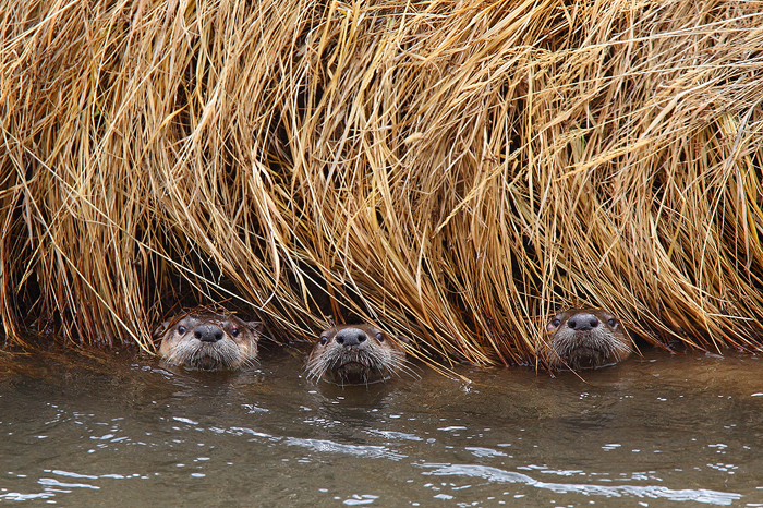 river otter, river, otter, otters, yellowstone national park, wyoming, yellowstone, river, mammal photo