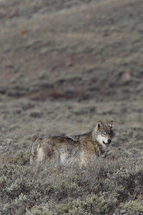 grey wolf, wolf, wolves, yellowstone national park, wyoming, mammal, mammals, gray wolf, gray,  photo