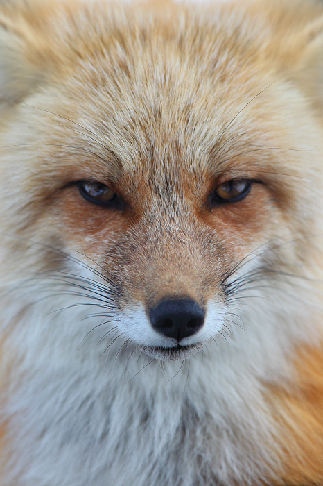 white out, red fox, fox, snow, vulpes vulpes, breckenridge, colorado, co, kits, vixen, close up, face,  photo