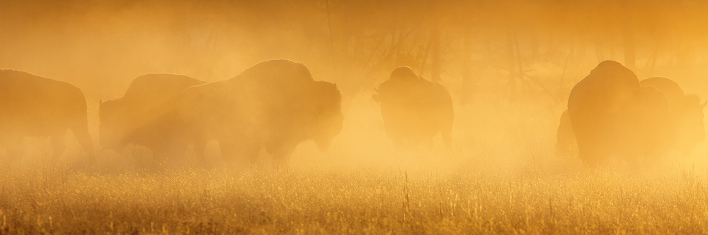 golden, bison, buffalo, yellowstone national park, sunrise, fox, silhouette, american, native american, wild, slaughter, photo