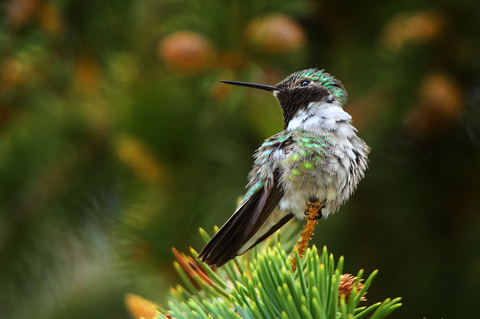 broad-tailed hummingbird, hummingbird, colorado, co, estes park, shrill, bird, perched,  photo