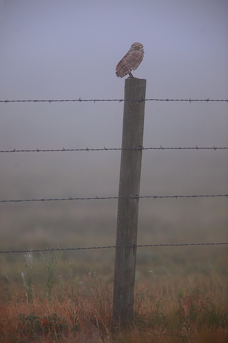 prairie, burrowing owl, eyes, owl, pawnee grasslands, grasslands, colorado, CO, foggy, morning, prey, hun, eye, animal,  photo