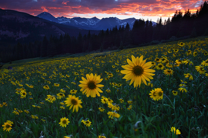 sun worshippers, worshippers, white river national forest, breckenridge, colorado, co, flowers, sunflowers, flower, suns photo