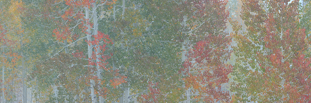 turning seasons, aspen trees, aspen, snow, storm, blizzard, san juan mountains, co, colorado, october, fall, autumn, col photo