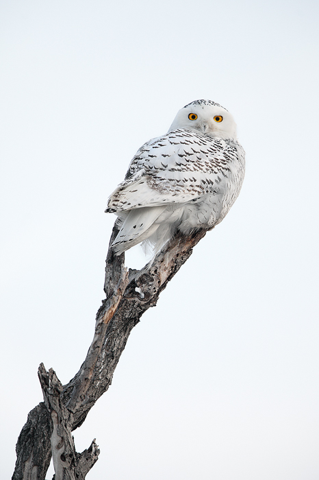 snow, ghost, snowy, owl, snowy owl, bubo scandiacus, horicon marsh, horicon, national wildlife refuge, wi wisconsin, win photo